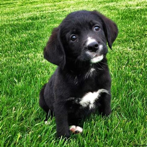 As you will see from the photos, this is a breed you will quickly fall in love with. . Labernese puppies